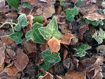 Frost on ivy leaves