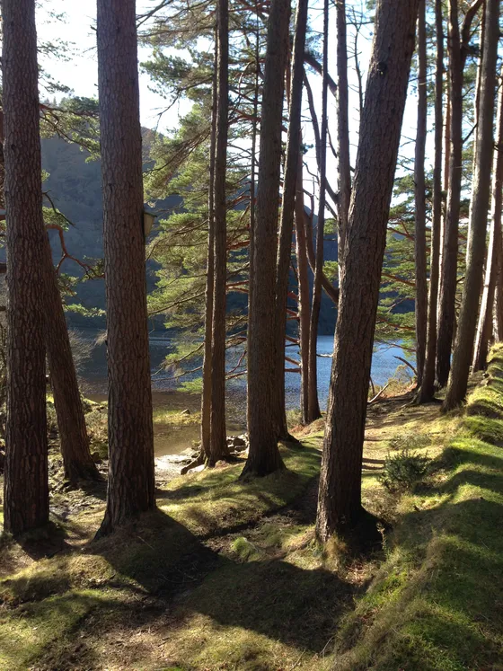 Sunlight through trees